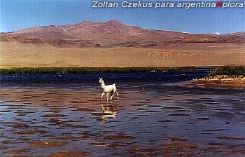 Llama en Antofagasta de la Sierra