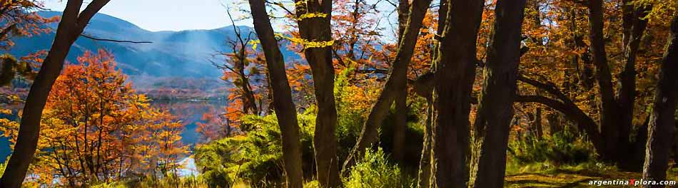 El uso sustentable de los Bosques