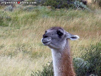 Guanaco