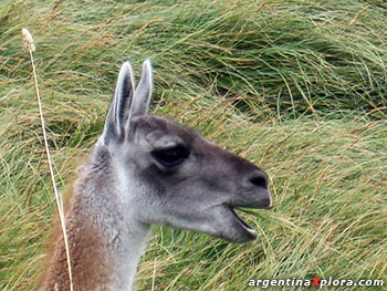 Guanaco