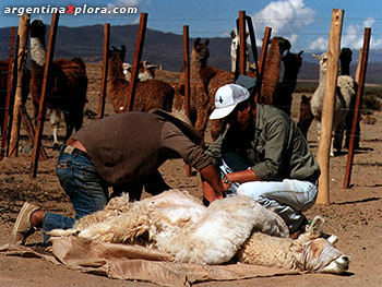 La esquila de un camélido (llama)