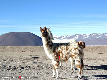 Llama Camélido