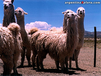 Alpacas