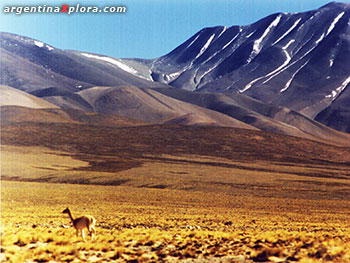 Vicuña en el Parque Nacional San Guillermo, Catamarca