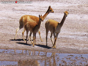 Vicuñas en una Salina