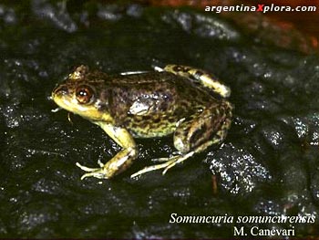 Rana de Somuncurá. Somoncuria somuncurensis