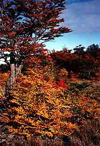 Bosque de lengas en Tierra del Fuego