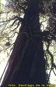 Alerce - Parque Nacional Los Alerces