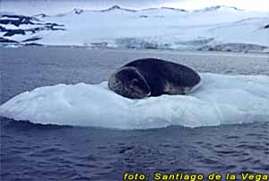 Foca Leopardo