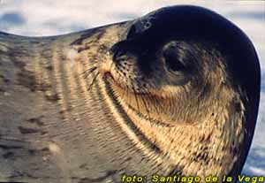 Foca de Wedell