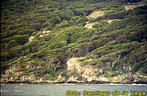 Bosque de lengas en el Canal de Beagle 