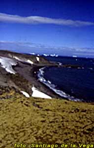 Manchones de pasto antártico (deschampsia antarctica)