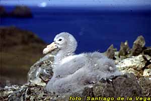 Pichón de petrel gigante