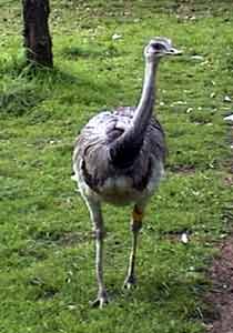 Ñandú en el Zoológico de Buenos Aires