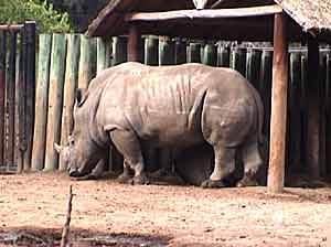 Aguará Guazú Zoologico de Buenos Aires