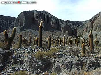 Cardones en Santa Rosa de Tastil. Salta