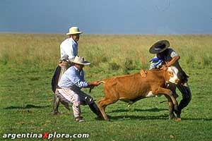 Pialando en el Litoral. Hoy los gauchos crían ganado.