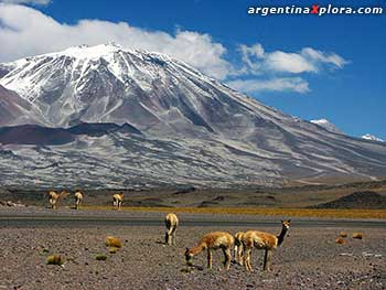 Vicuñas al pie del volcán Incahuasi, Catamarca