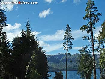 Bosque junto al LagoTraful, Neuquén