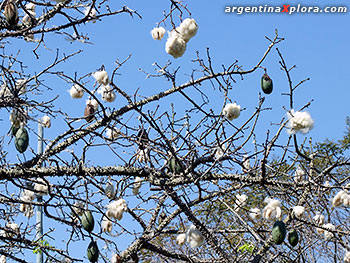 Frutos del Palo Borracho