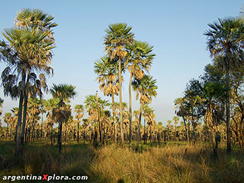 Palmeras Caranday