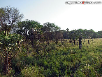 Pastizales y bosque