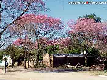 Lapachos en flor en la ciudad de Miraflores, Chaco