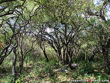 Córdoba, Traslasierra - Bosque de quebrachos blancos