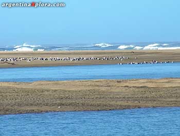 Pingüinos rey y pasto Tussok