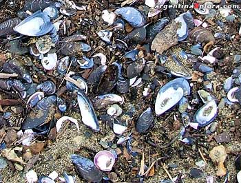 Conchas de mejillones en la orilla del Canal de Beagle.