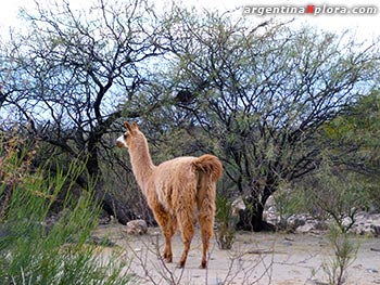 Llama en los bolsones de las Sierras