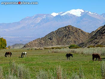 Valle en Parque Nacional El Leoncito, frente a la 
Cordillera de Ansilta, San Juan 