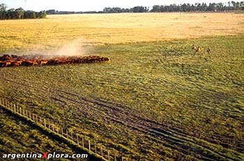 Arreo de hacienda en la Pampa argentina