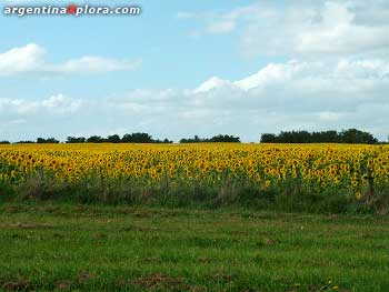 Cultivo de girasol