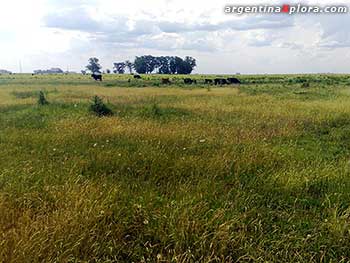 Pastizales naturales de la Pampa, Fuente: INTA. Instituto Nacional de Tecnología Agropecuaria