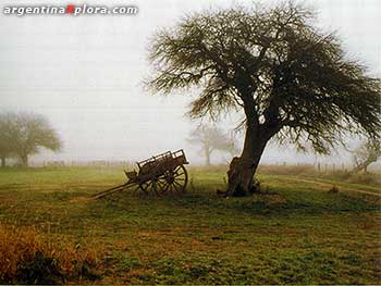 Invierno en estancia de la provincia de La Pampa