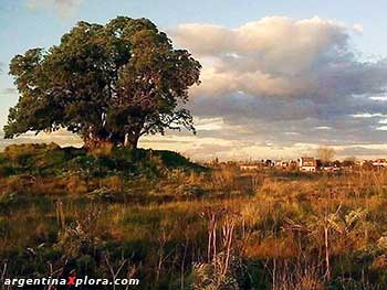 Ombú característico de la Pampa, el Jagüel