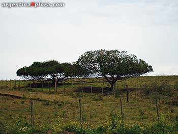 Arboles en la Pampa