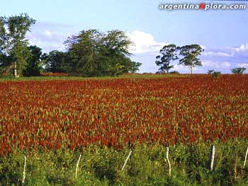 Plantación de sorgo en Entre Ríos