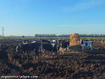 Tambo en la zona de Mar del Plata