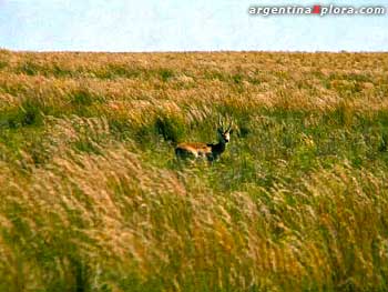 Venado de las pampas en riesgo de extinción