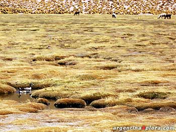 Patos y llamas