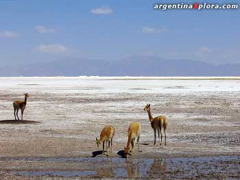 Vicuñas en un salar de la Puna. Jujuy