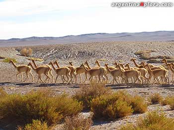 Vicuñas en la Puna de Salta