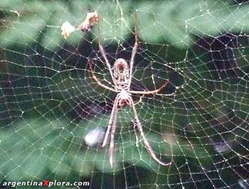 araña en el Parque Nacionaal Calilegua