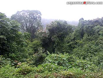 selva Parque Nacional Calilegua, Jujuy