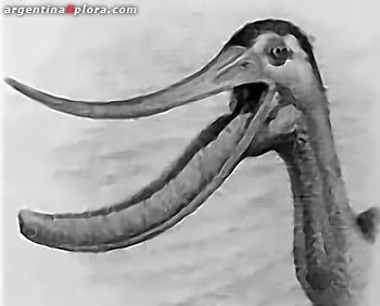 Pterodaustro guinazui