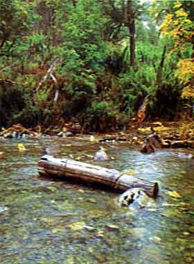 rio Parque Nacional Los Alerces