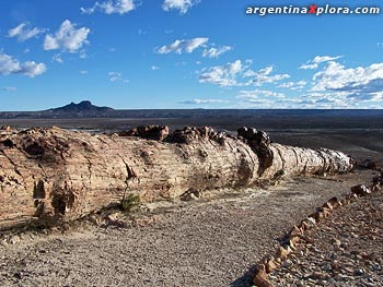 tronco Araucaria bosque petrificado jaramillo