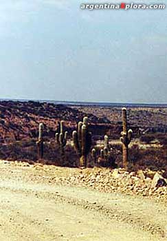 Parque Los Cardones